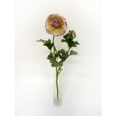 Ranunculus Cream and Purple 40cm